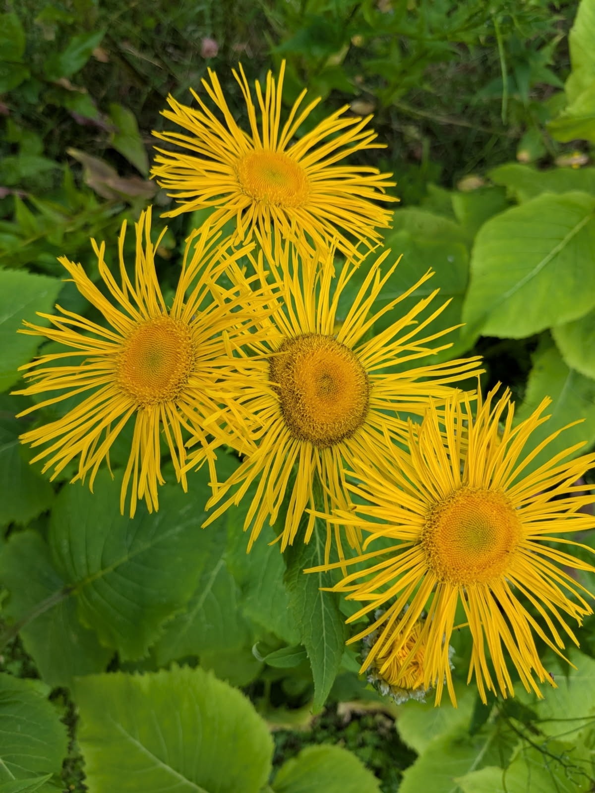 Selgers egne bilder en fin sommerdag. Galleribilde