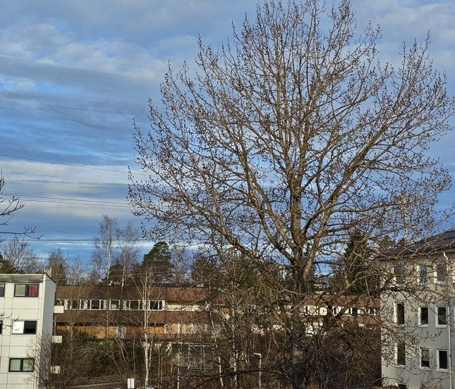 Utsikt fra nord-vestvendt balkong Galleribilde