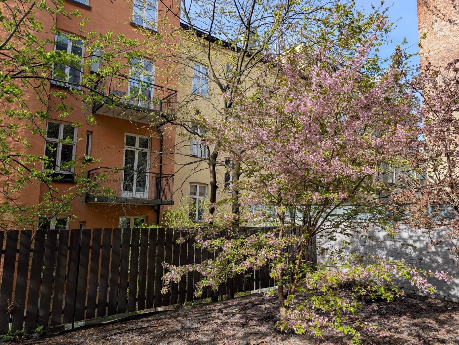 Kirsebærtrærne i bakgården. Galleribilde
