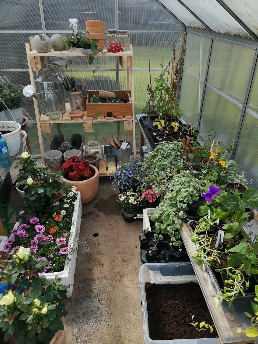 Privat sommerbilde fra drivhus Galleribilde