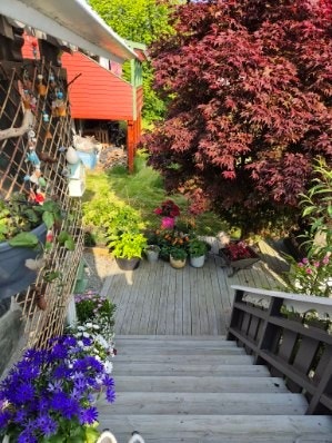 Privat sommerbilde fra hagen Galleribilde