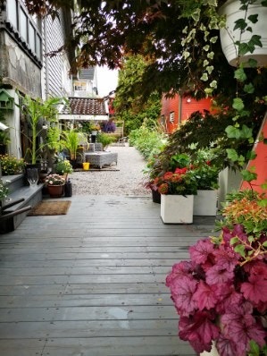 Privat sommerbilde fra hagen Galleribilde