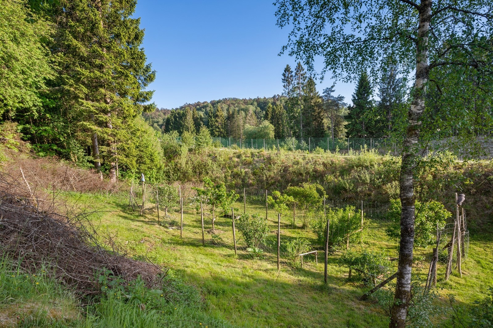 Uteområdene er svært godt ivaretatt. Det er blant annet mange frukttrær! Galleribilde