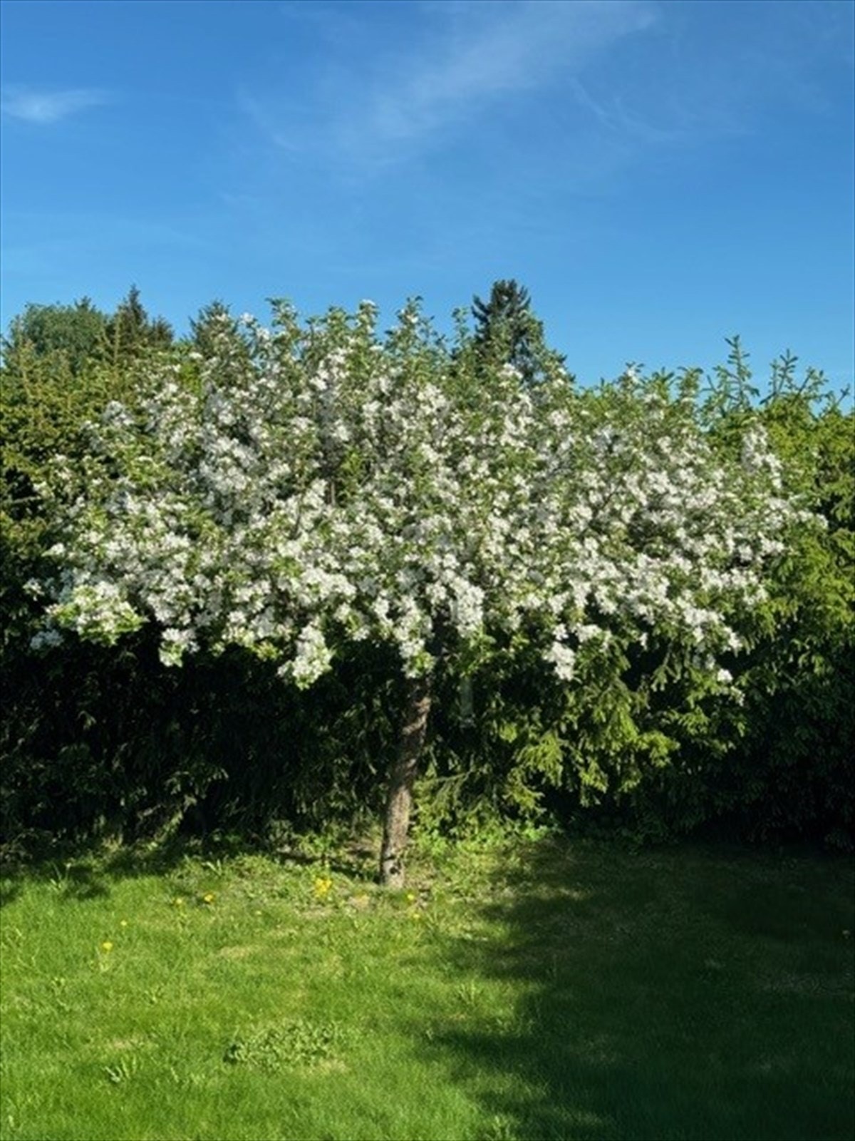 Beplanting - Selgers bilde. Galleribilde