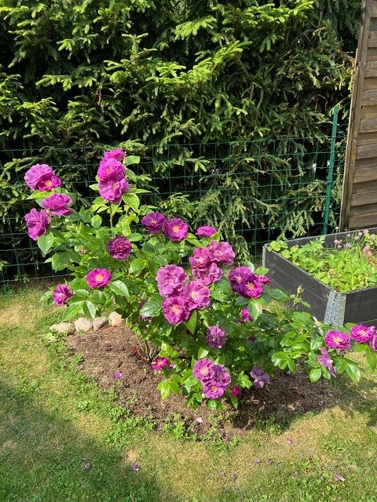 Beplanting - Selgers bilde. Galleribilde