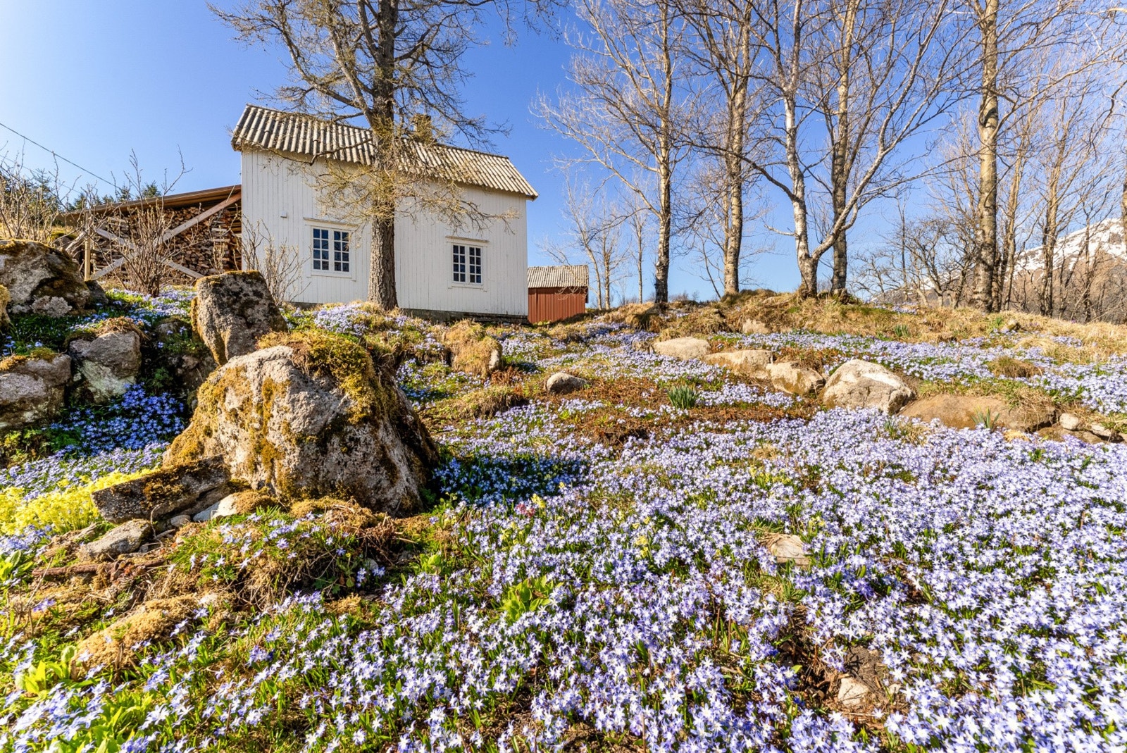 Under vår og sommer blomstrer det i alle farger på tomten. Galleribilde