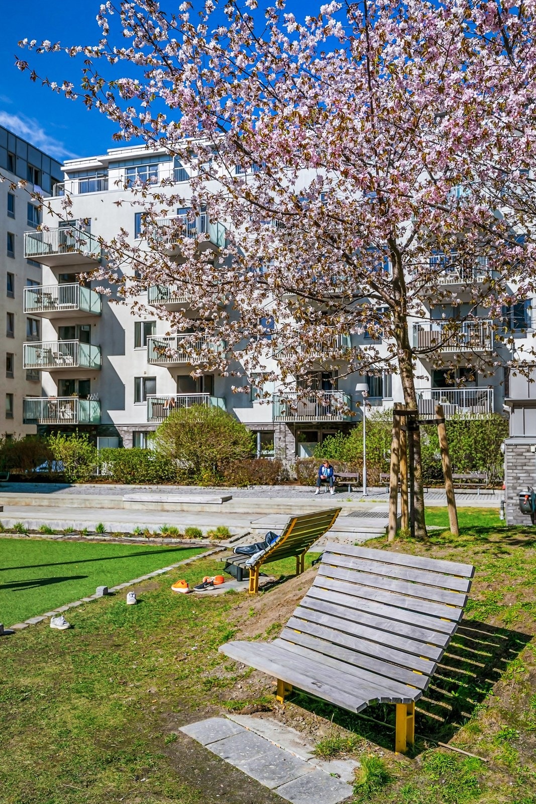 På denne tiden av året blomstrer kirsebærtrærne i sameiet. Galleribilde