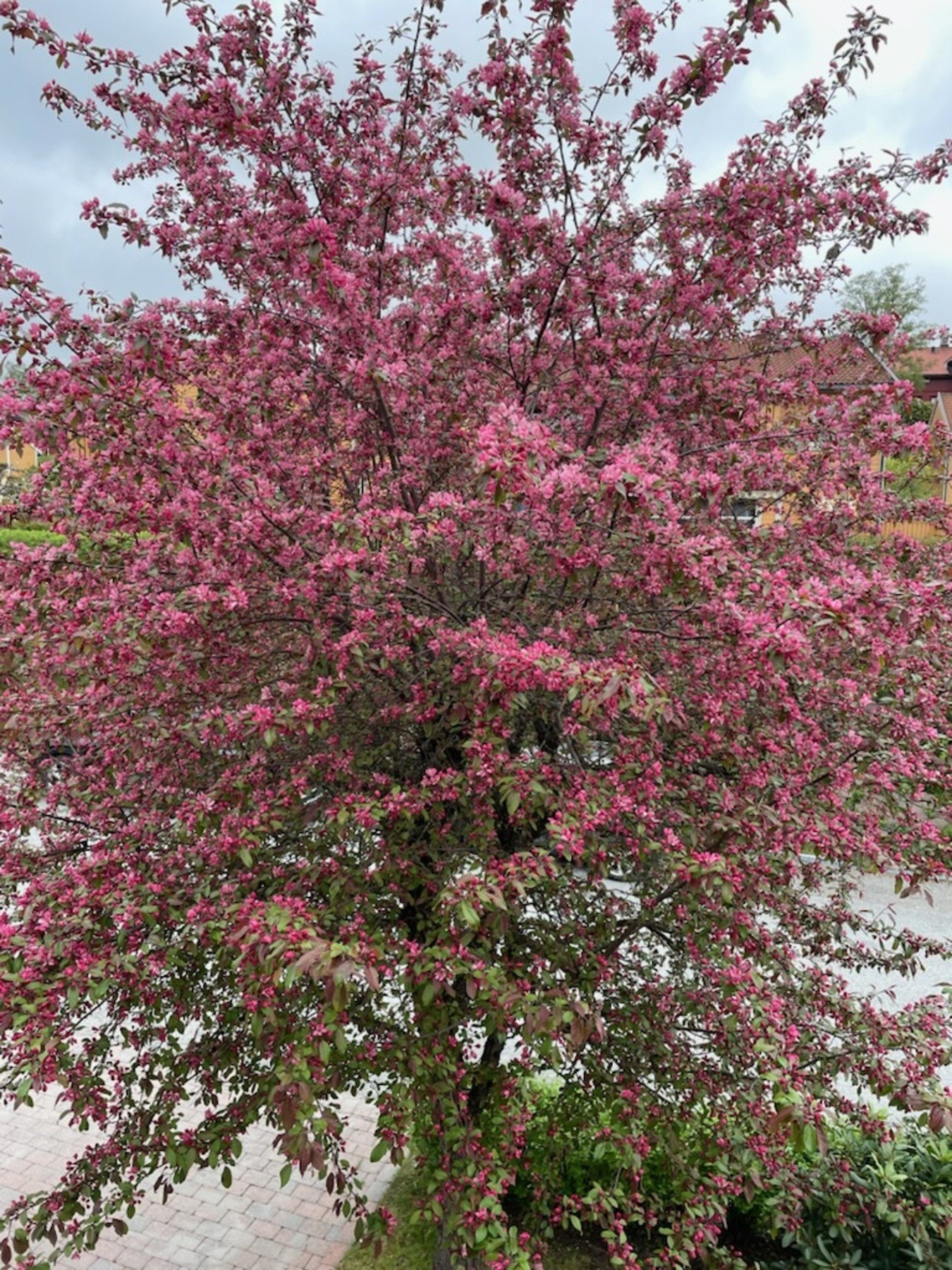Treet utenfor inngangspartiet i forhagen i blomst. Galleribilde