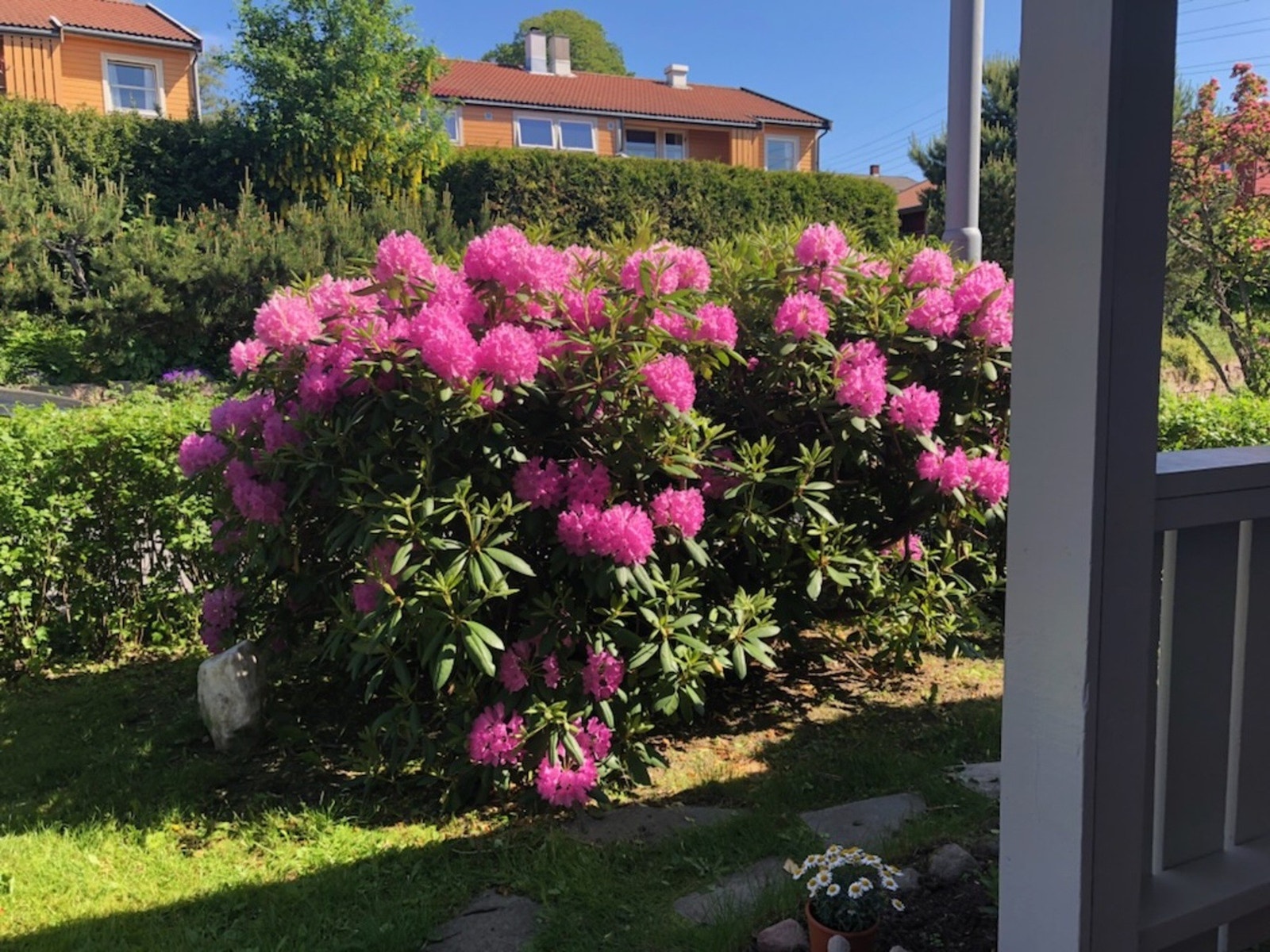 Sommerbilde fra hagen. Galleribilde