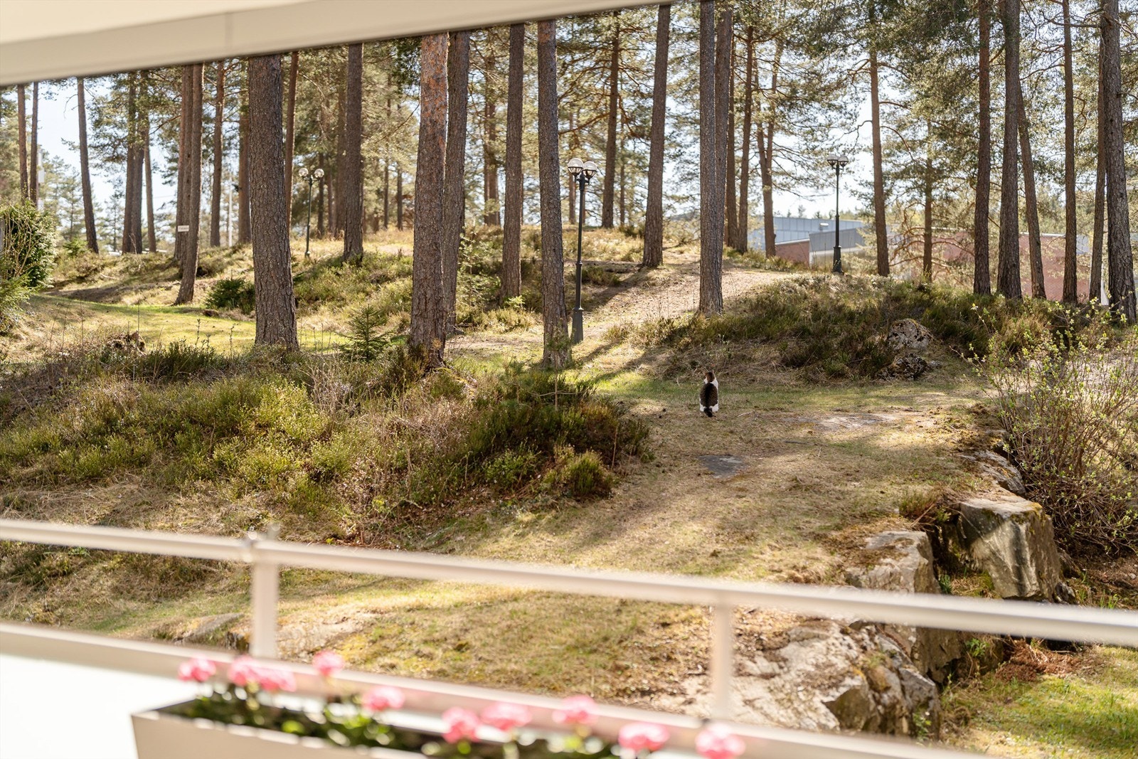 På balkongen kan man nyte lyden av fuglekvitter og se på ekorn og andre dyr som løper rundt i skogen. Galleribilde