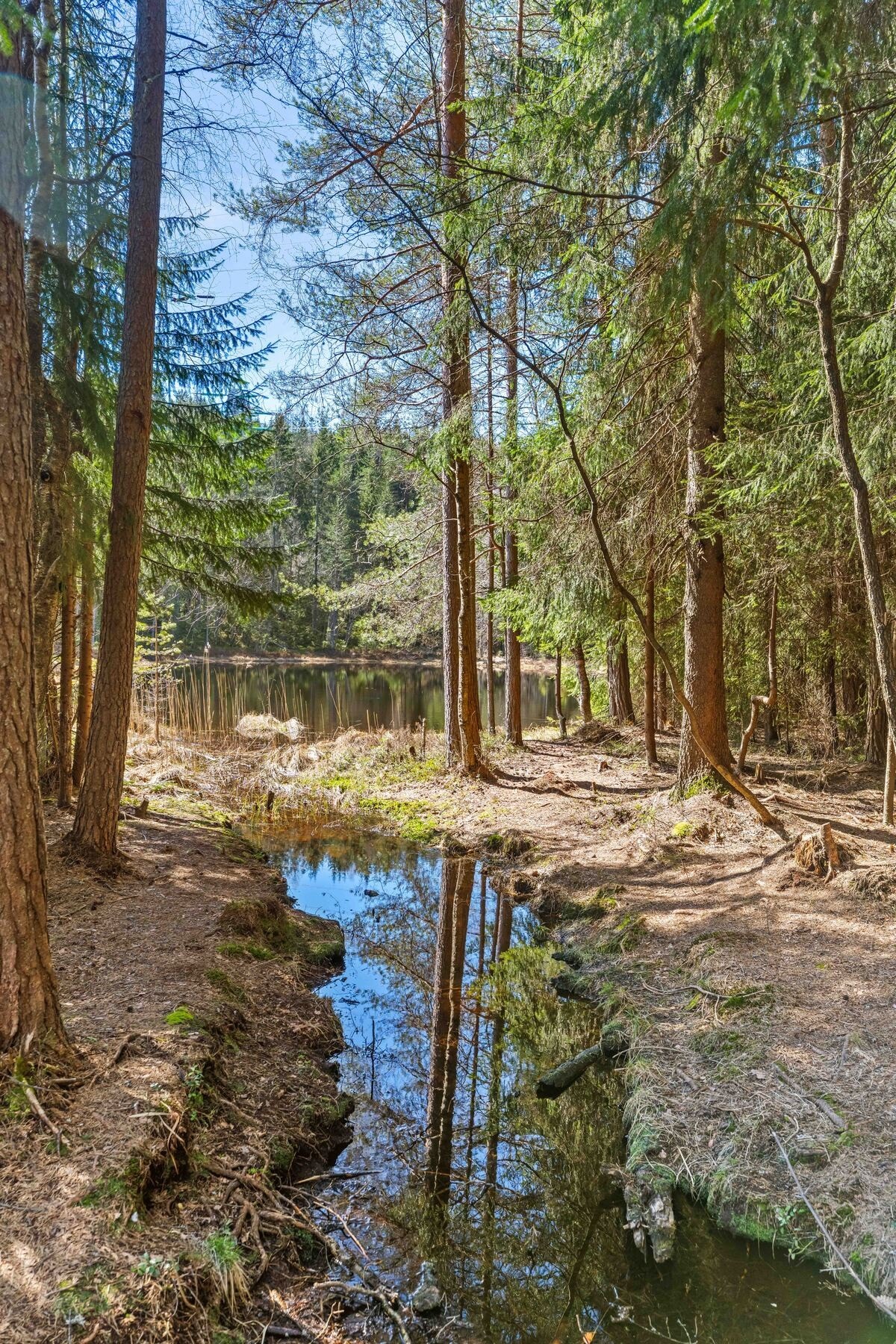 Skyttaputten. Galleribilde