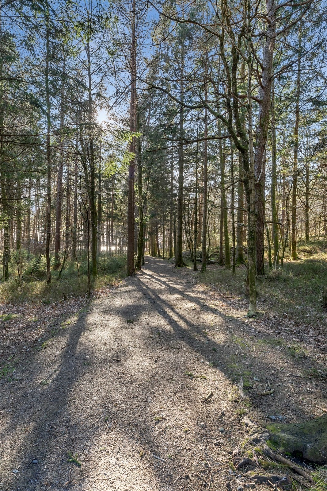 Fine turstier i skogsområdene rundt hytta. Galleribilde