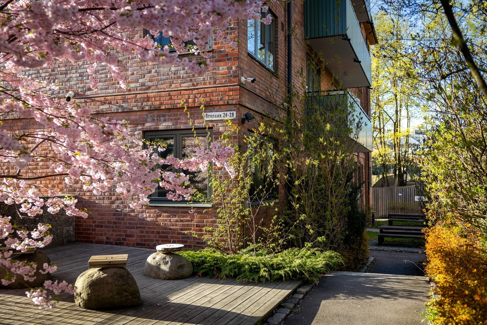 Sjarmerende kirsebærtrær som blomstrer praktfullt om våren. Galleribilde