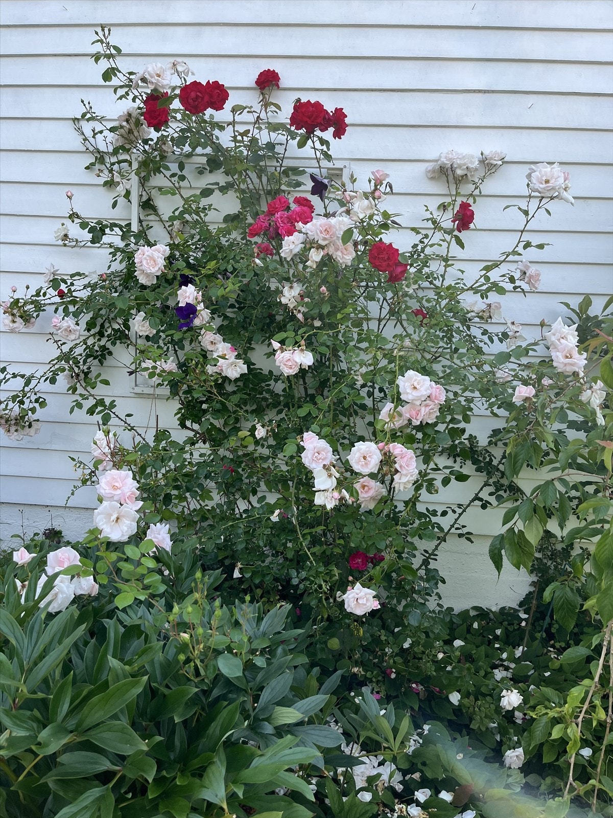 Blomsterbilder fra selger Galleribilde