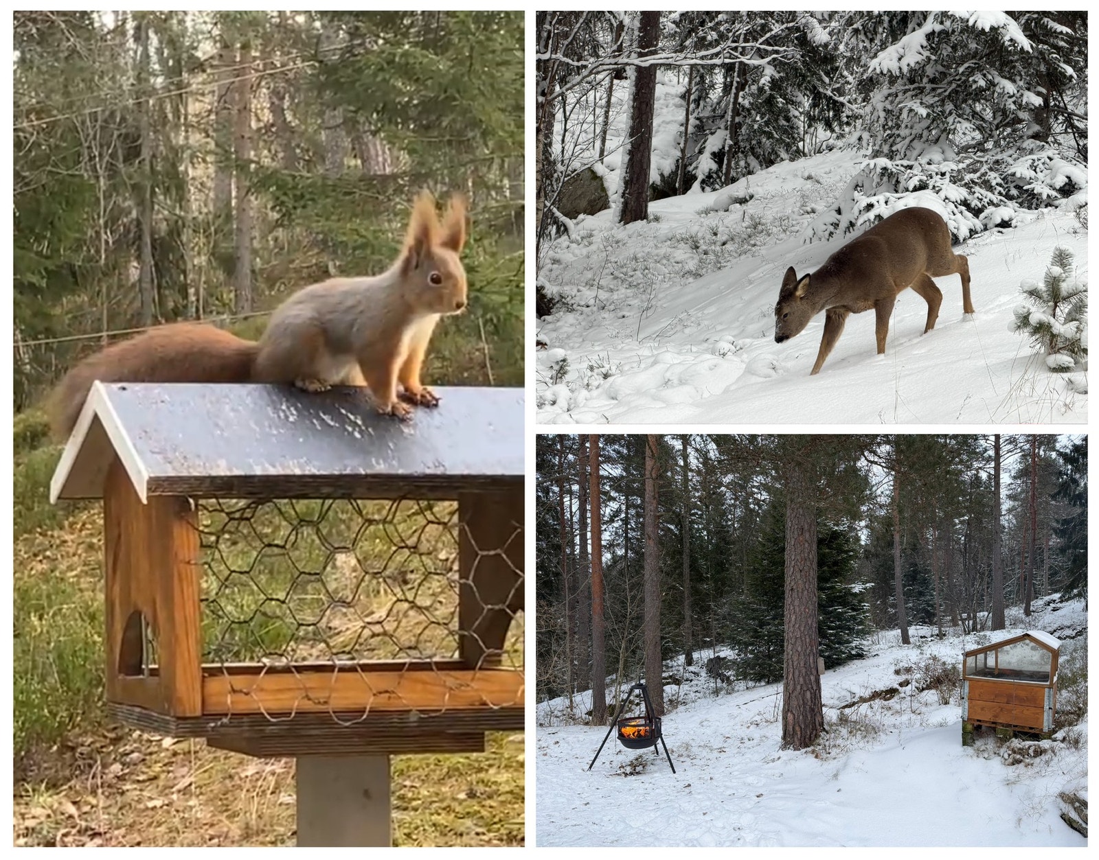 En samling av dyrelivet du finner utenfor boligen. (Selgers private bilder) Galleribilde