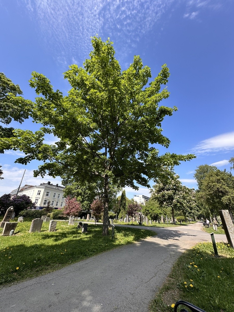 Nærområdet Galleribilde