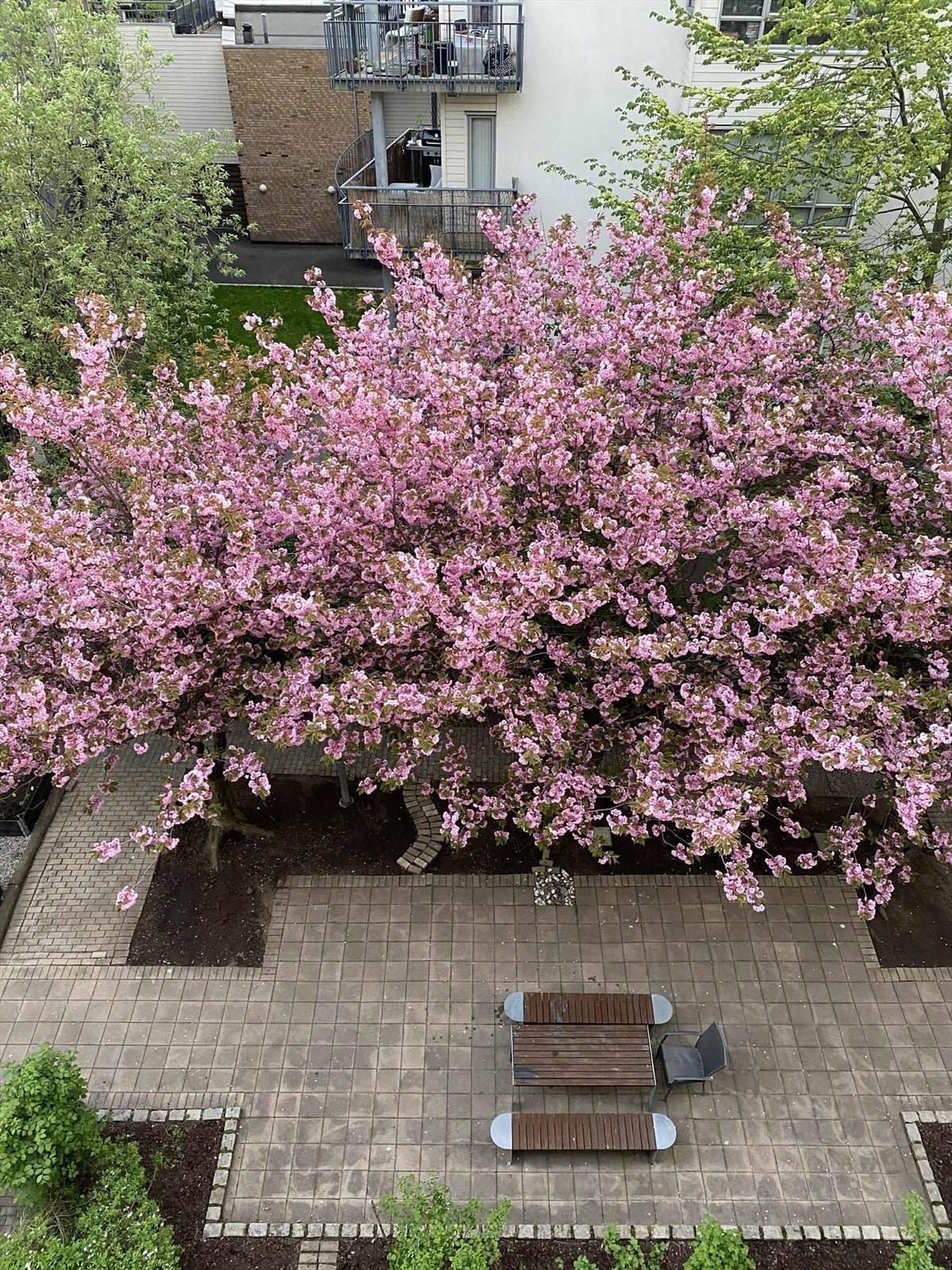 Vakre, blomstrende trær i bakgården om våren. Galleribilde