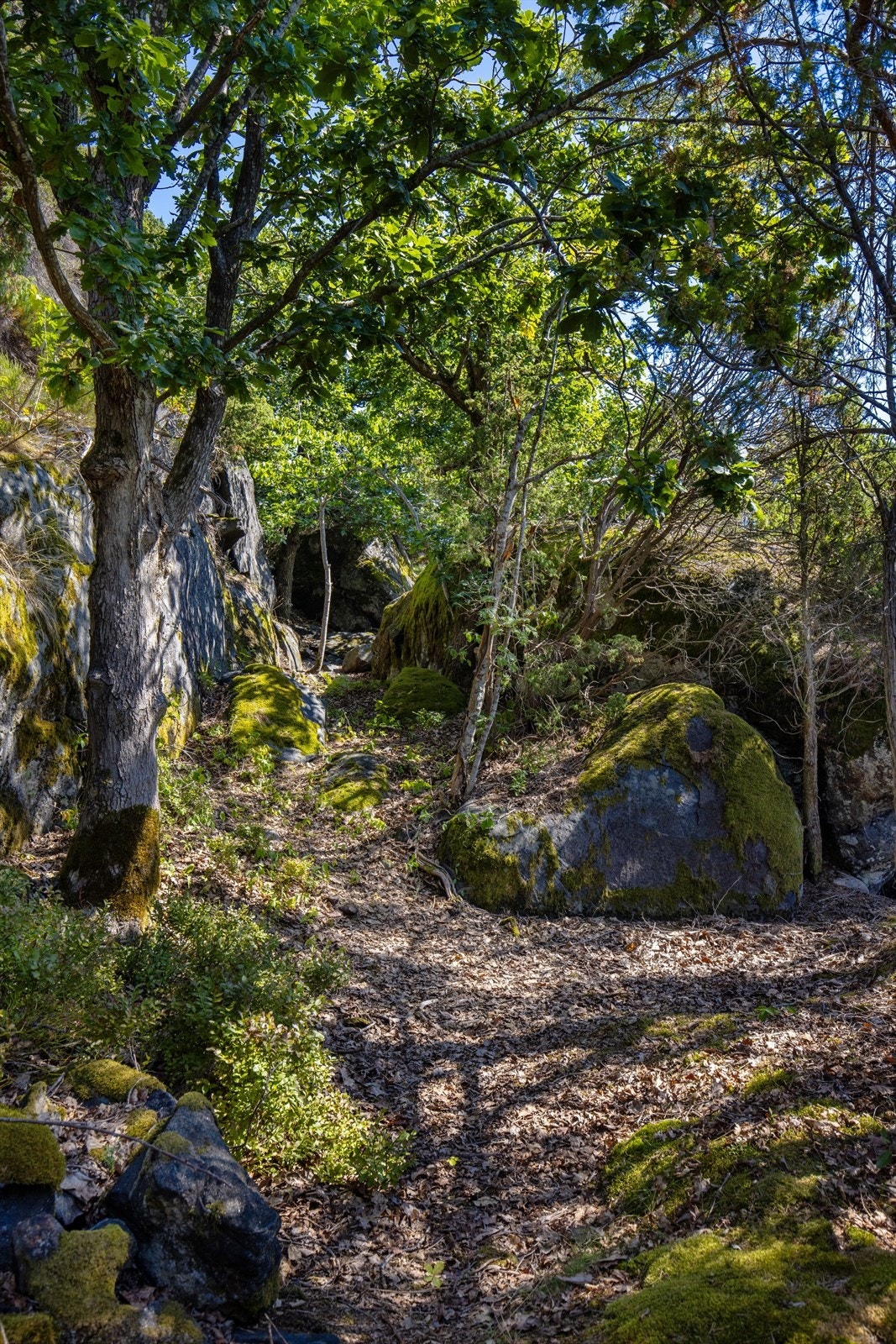 Bilde (89) (Custom).jpg Galleribilde