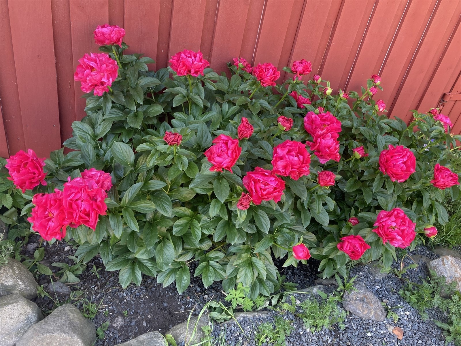 Nydelige blomster over alt på tunet Galleribilde