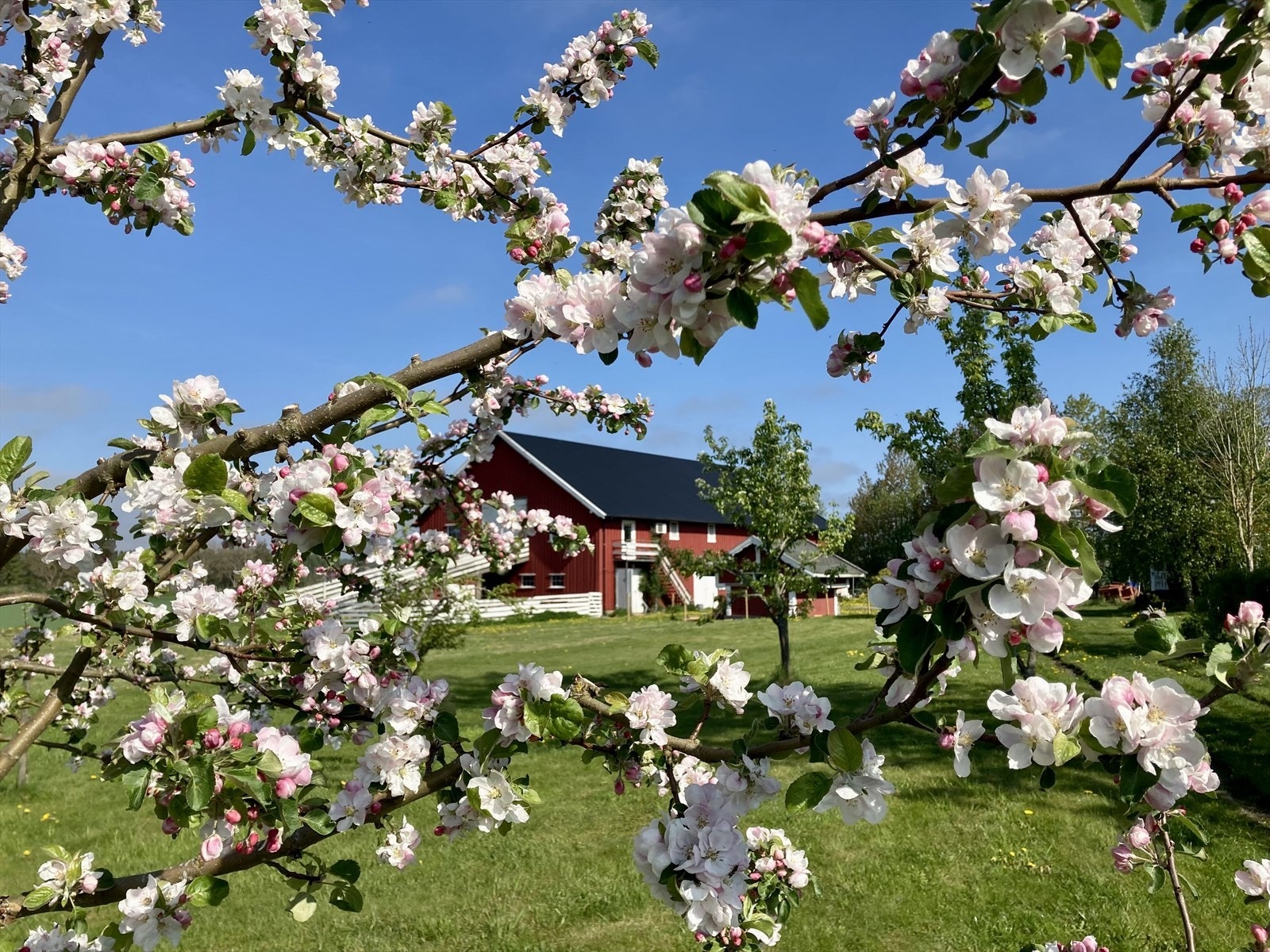 Snart blir det egenprodusert frukt Galleribilde