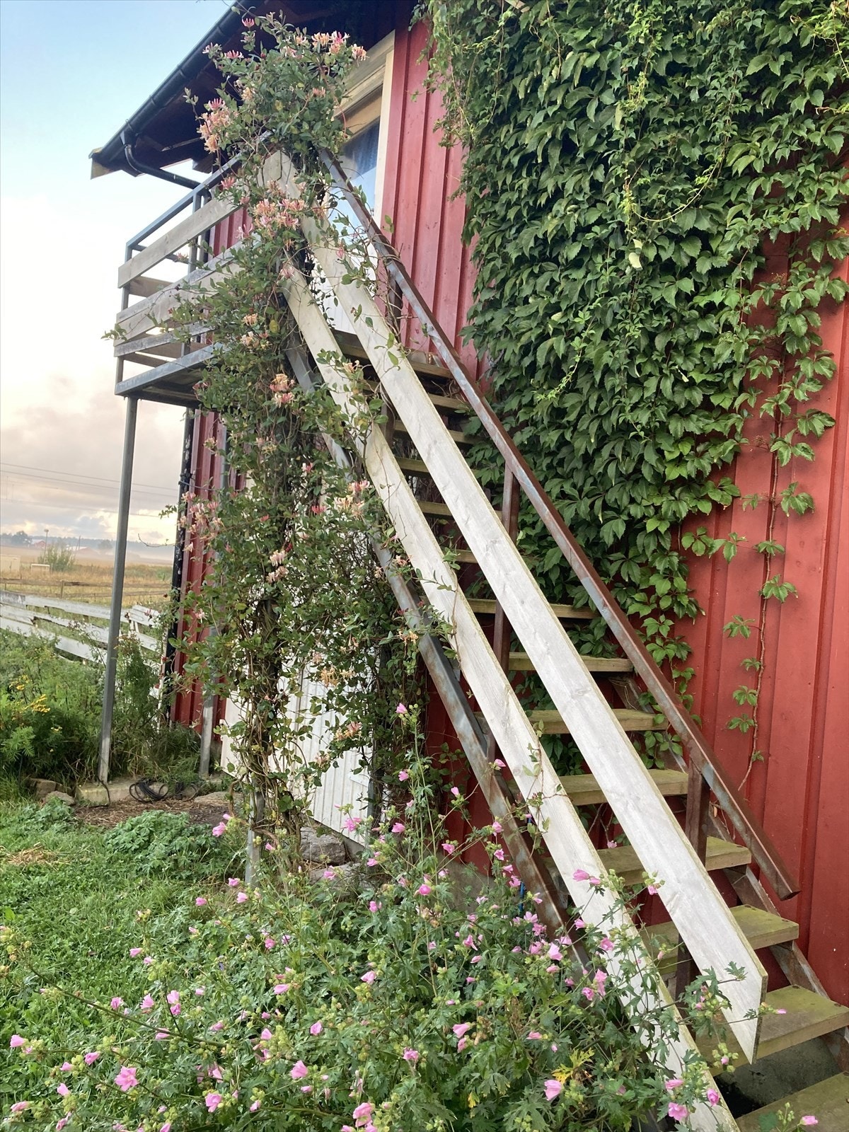 Viltvoksende prydblomster i trappen opp til rommet som benyttes til yoga Galleribilde