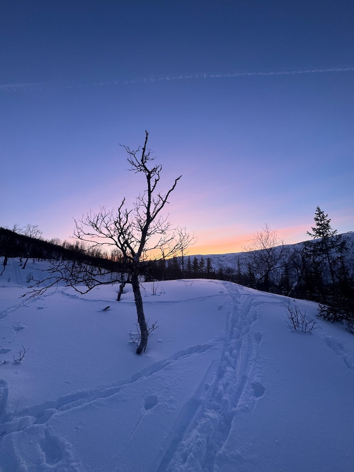 Selgers private bilder. Galleribilde
