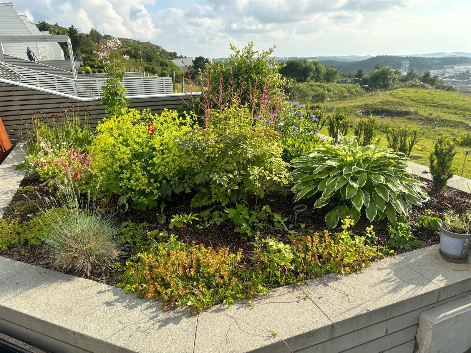 Opparbeidet bed med variert og frodig beplantning. Galleribilde