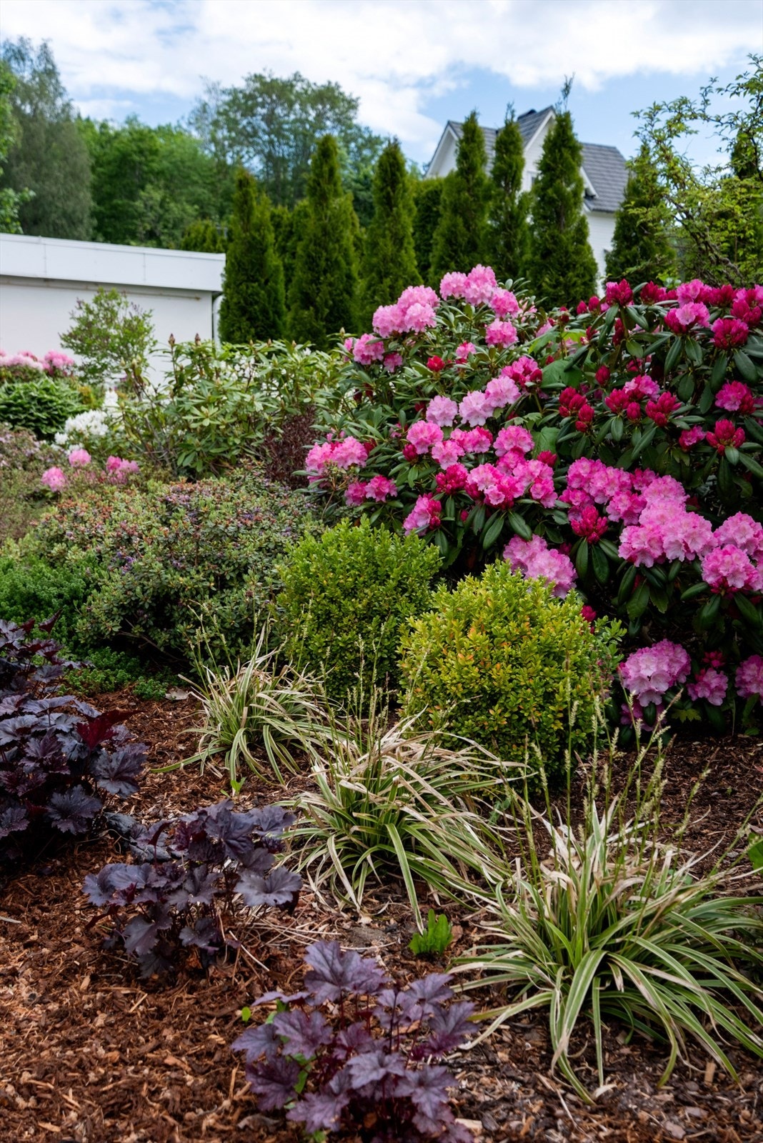 Vakre rhododendron og annen beplantning pryder hagen gjennom sesongen Galleribilde
