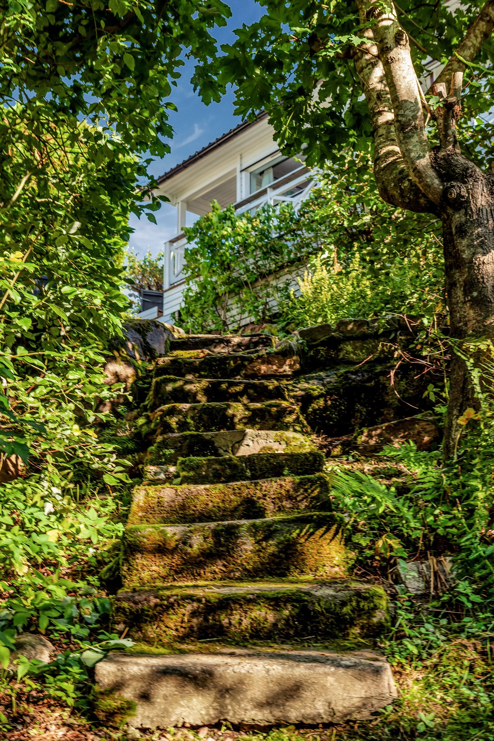 Sti ned mot fjorden. Galleribilde