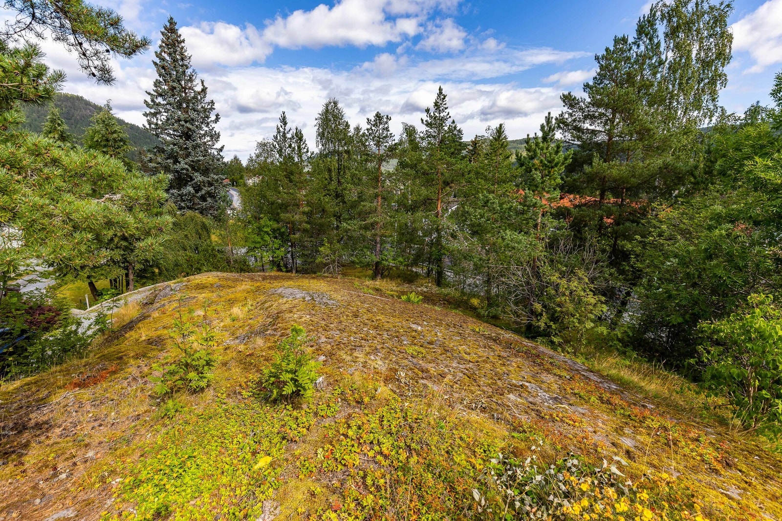 Solrik naturtomt. Galleribilde