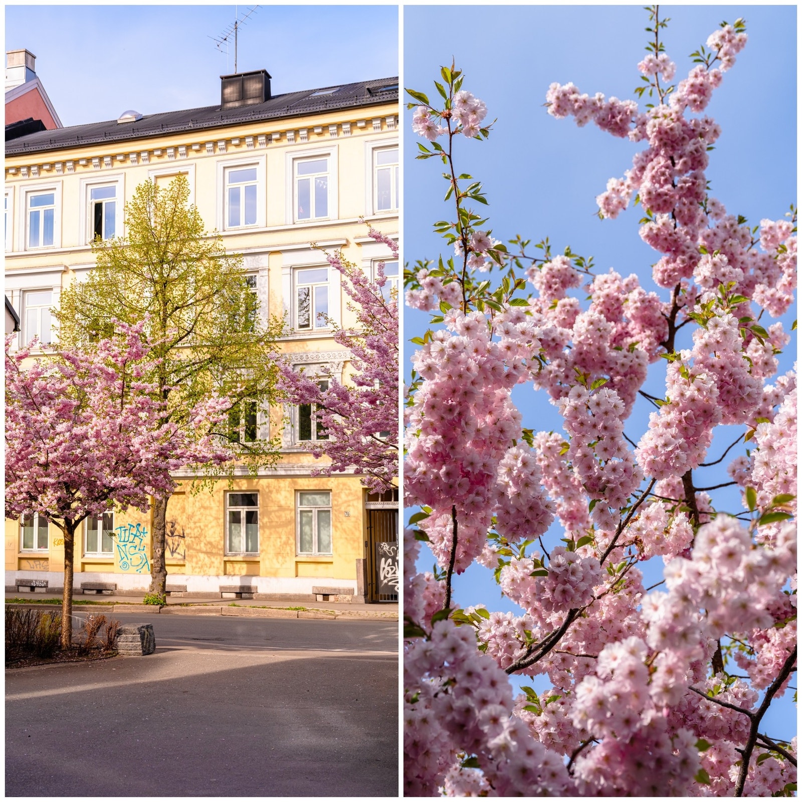 Fra leiligheten er det kort vei til Tøyen Torg, hvor du finner et godt utvalg av servicetilbud i hverdagen. Her er det matbutikker, apotek og ulike spisesteder. Galleribilde