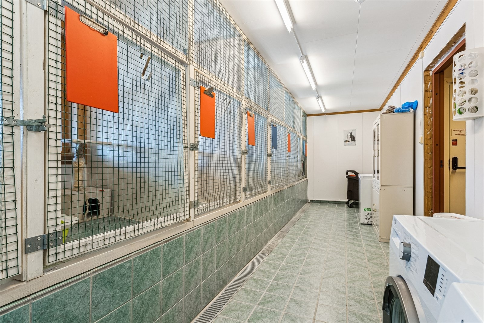 Katteavdelingen. Galleribilde