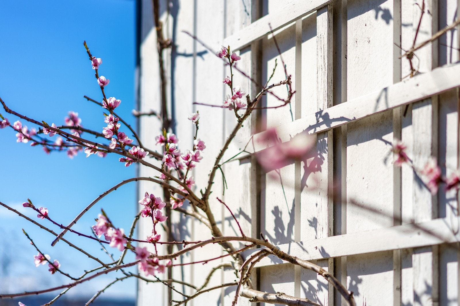 Hagen består av mye flotte blomster Galleribilde