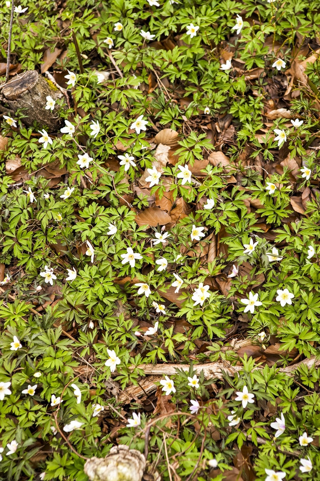 Naturtomten byr på vårblomstring og et yrende liv. Supert helårs turterreng, - gode muligheter for finne sopp og bær er det også. Galleribilde