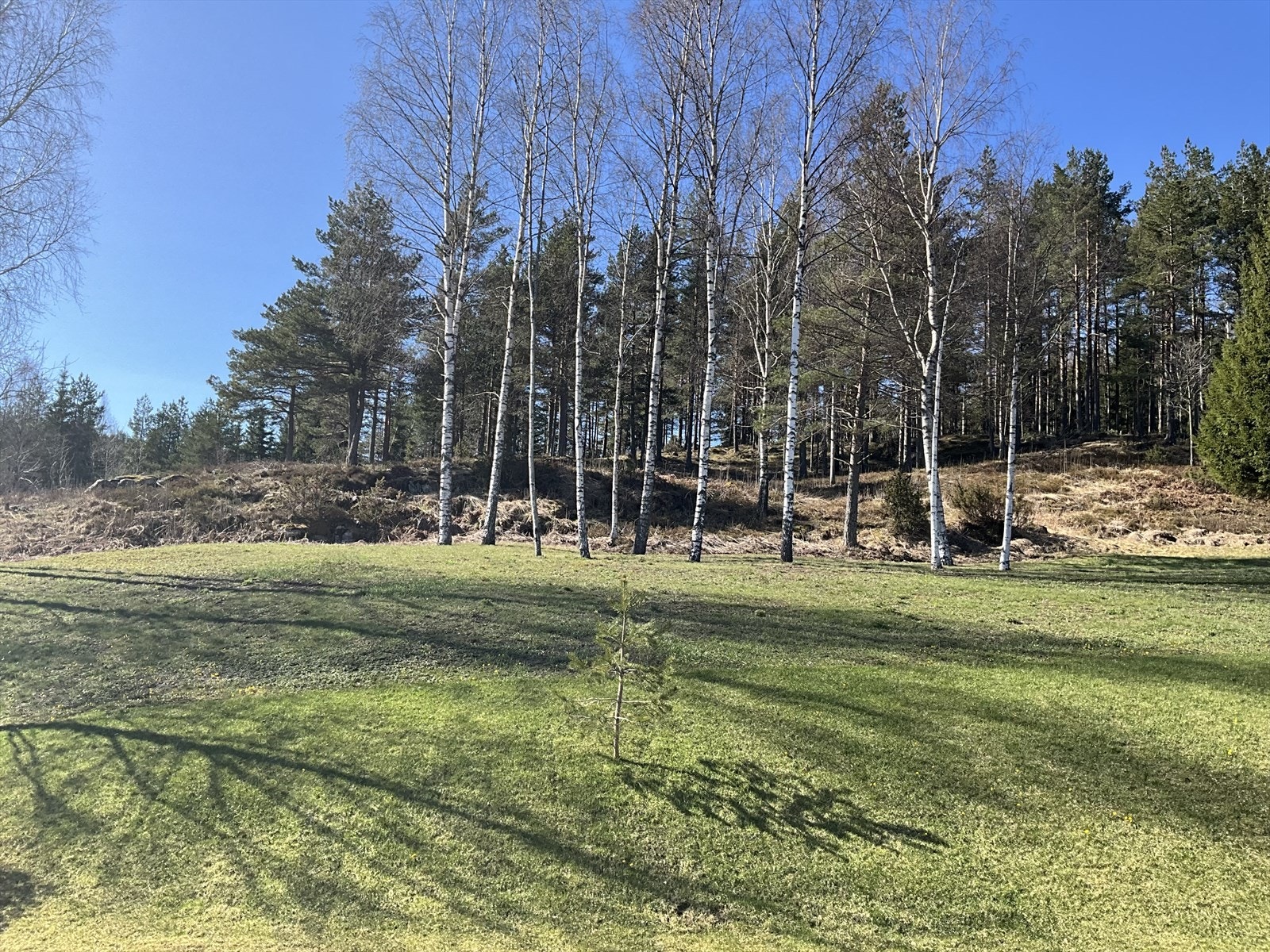 Å bo ved skogen beskrives av mange at man kommer hjem til ro , uansett hvor hektisk dagen har vært. Bare det å sitte og se på skogen kan ha en beroligende effekt Galleribilde