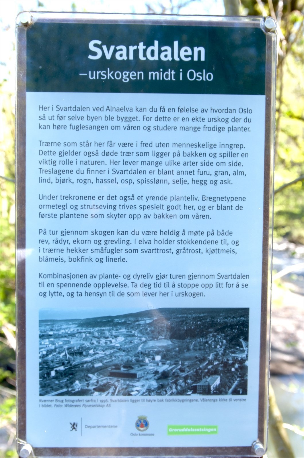 Urskog- et stenkast unna Galleribilde
