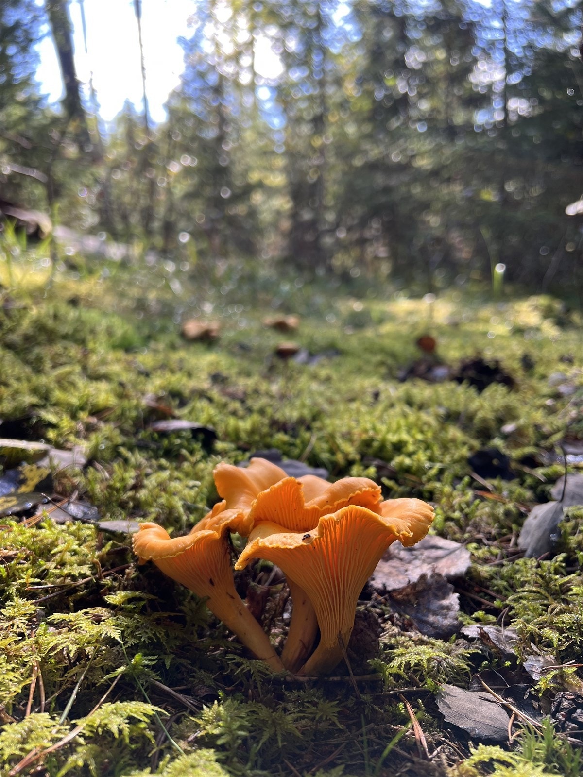 Her kan du høste av naturens spiskammer rett utenfor døren. Selgers eget bilde. Galleribilde