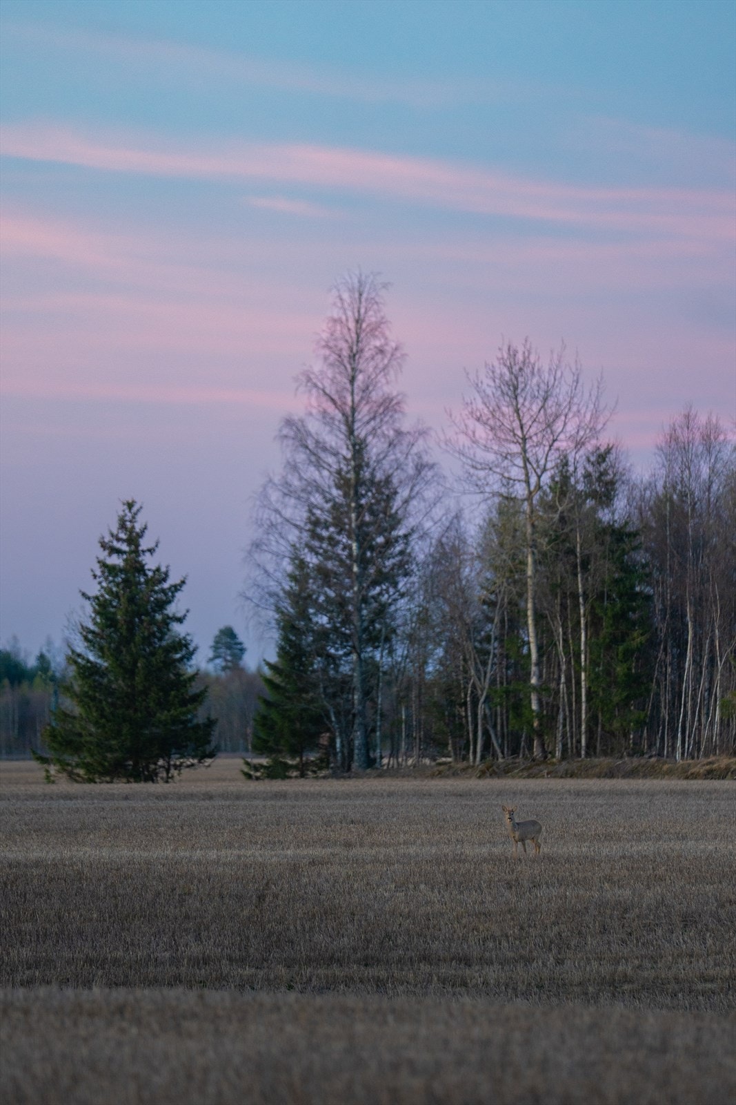 Ikke sjelden ser man rådyr som beiter i nærområdet - en ekstra idyll gjennom året. Galleribilde