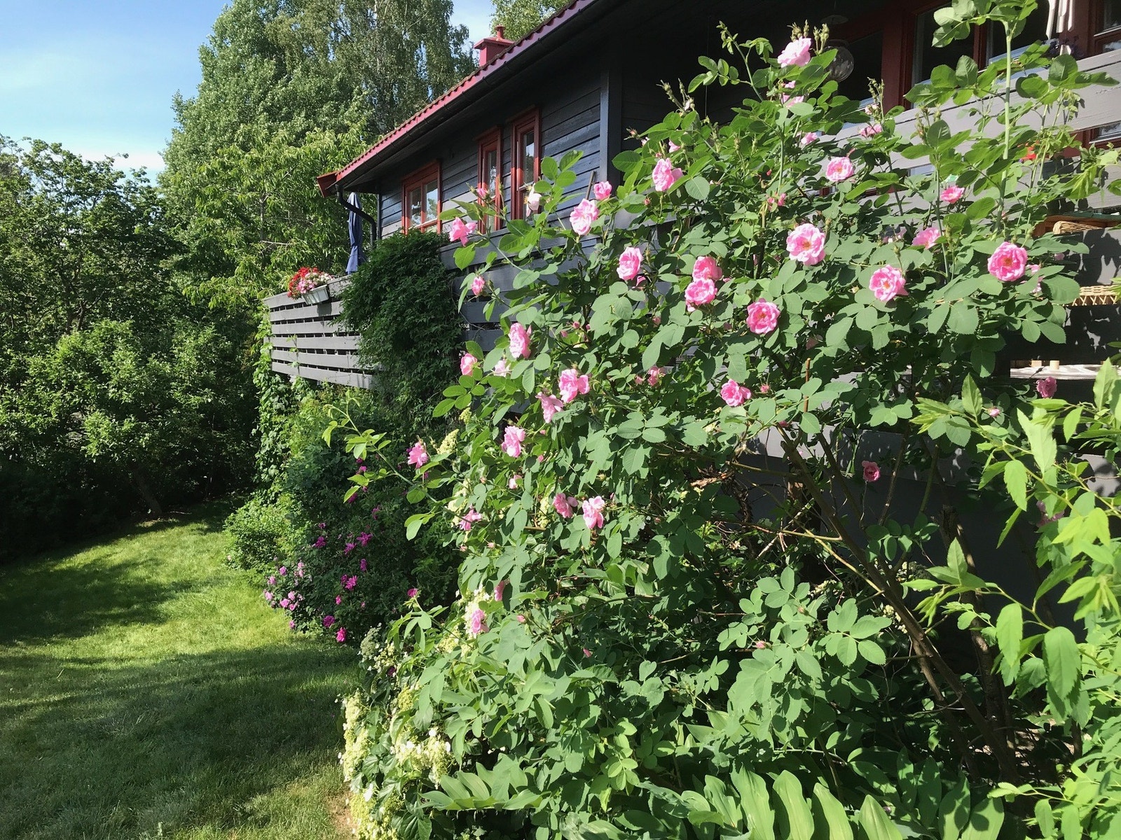 Her finns mange muligheter til å lage sin egen drømmehage med dyrking av frukt og bær. Galleribilde