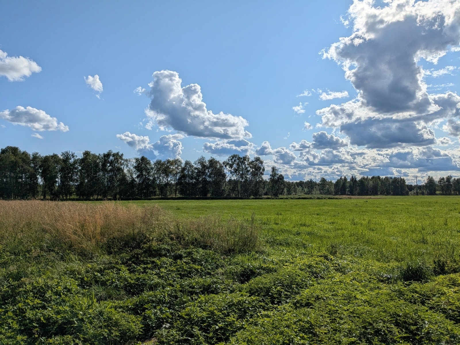 Sommerbilde fra selger Galleribilde