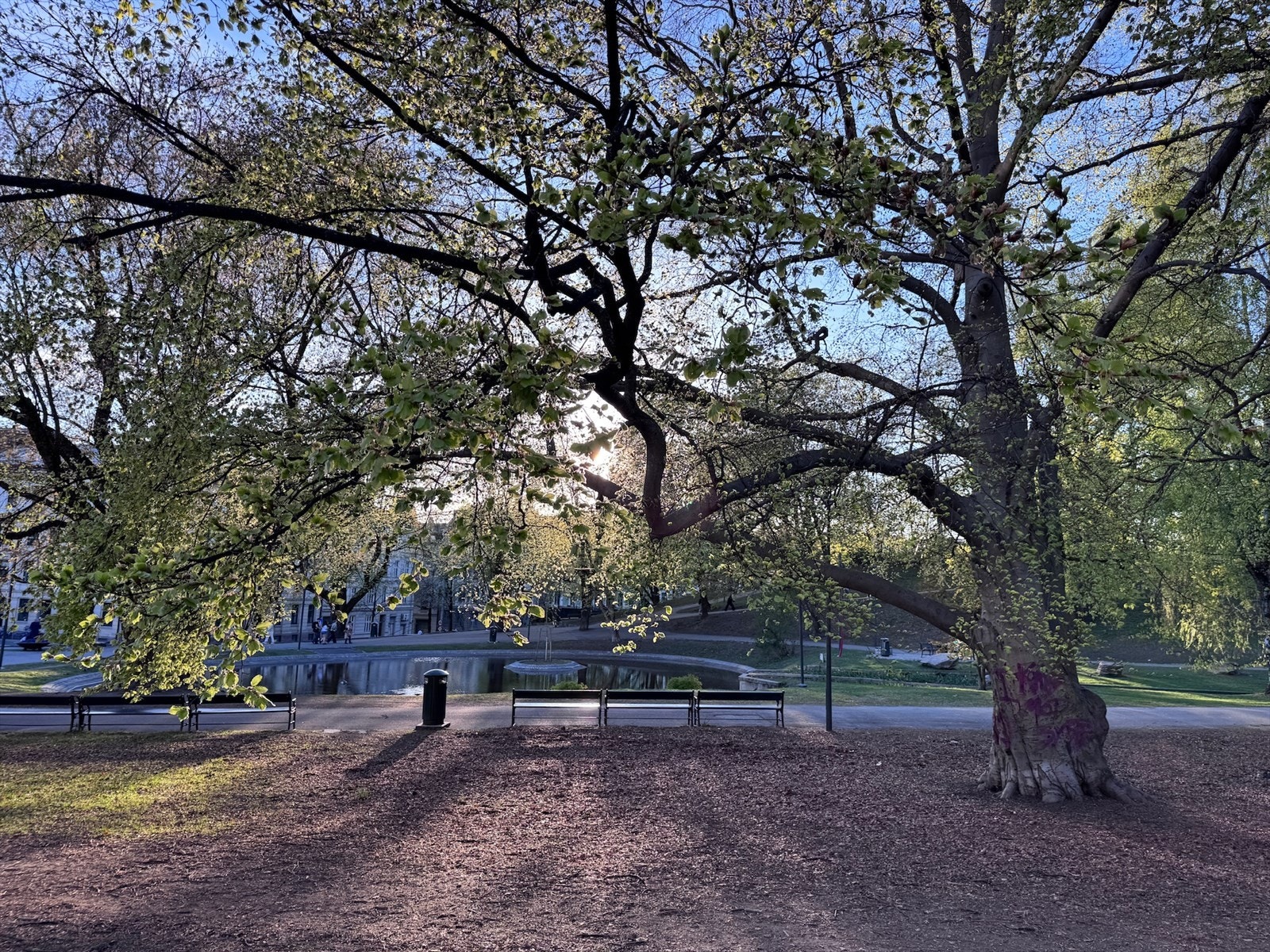 Områdebilde. Galleribilde