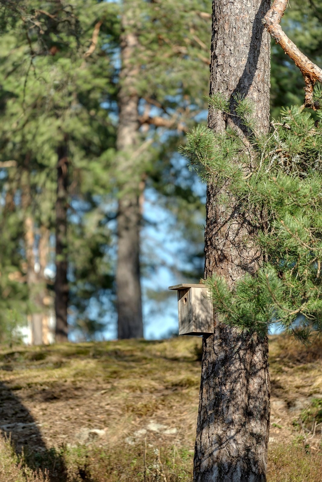 Borettslagets fellesarealer er pent opparbeidet med gressplen, beplantning og sittegrupper. Galleribilde