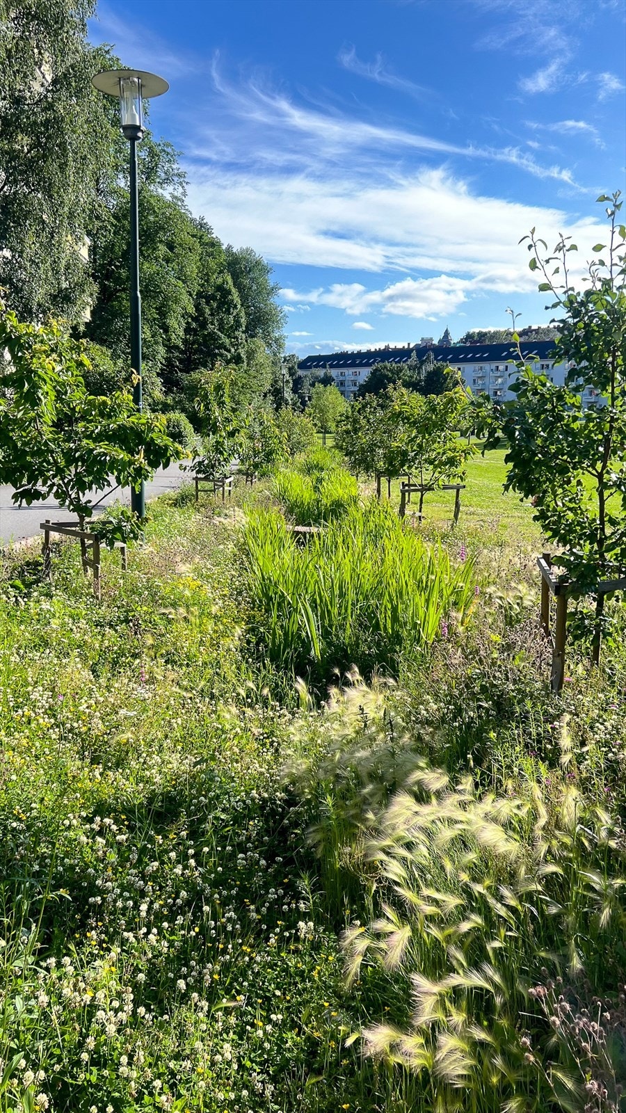 Frodig og fint rett utenfor leiligheten. Galleribilde