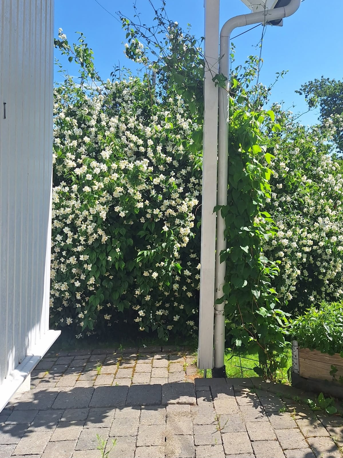 Sommerbilde tatt av selger Galleribilde