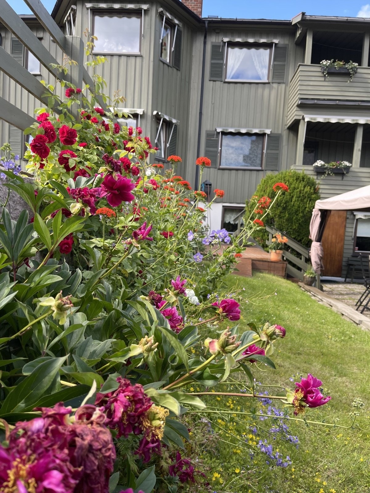 Selgers private bilde av de vakre blomstene i hagen. Galleribilde