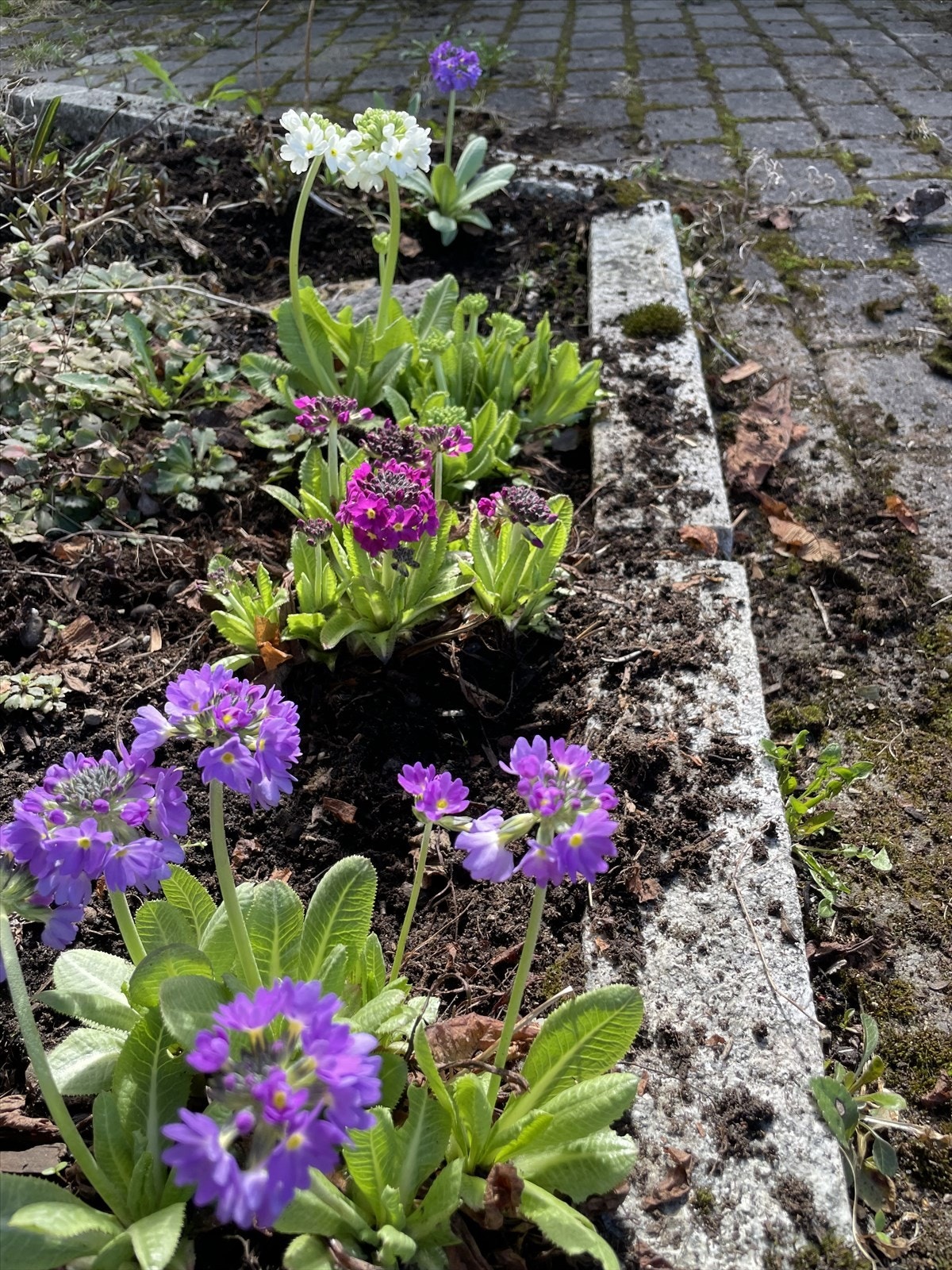 Kuleprimula Galleribilde