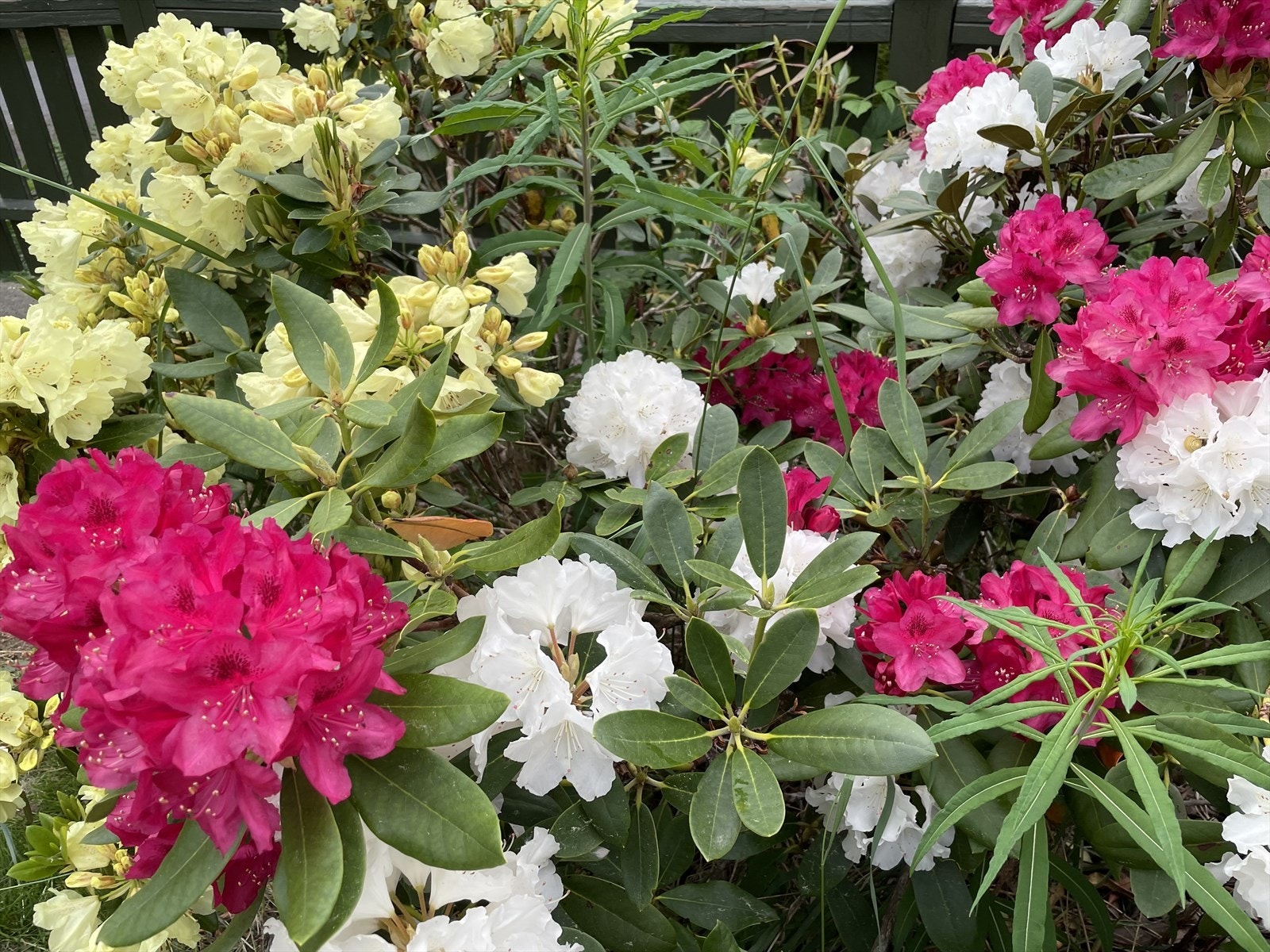 Det er mye Rhododendron i mange farger og typer i hagen Galleribilde