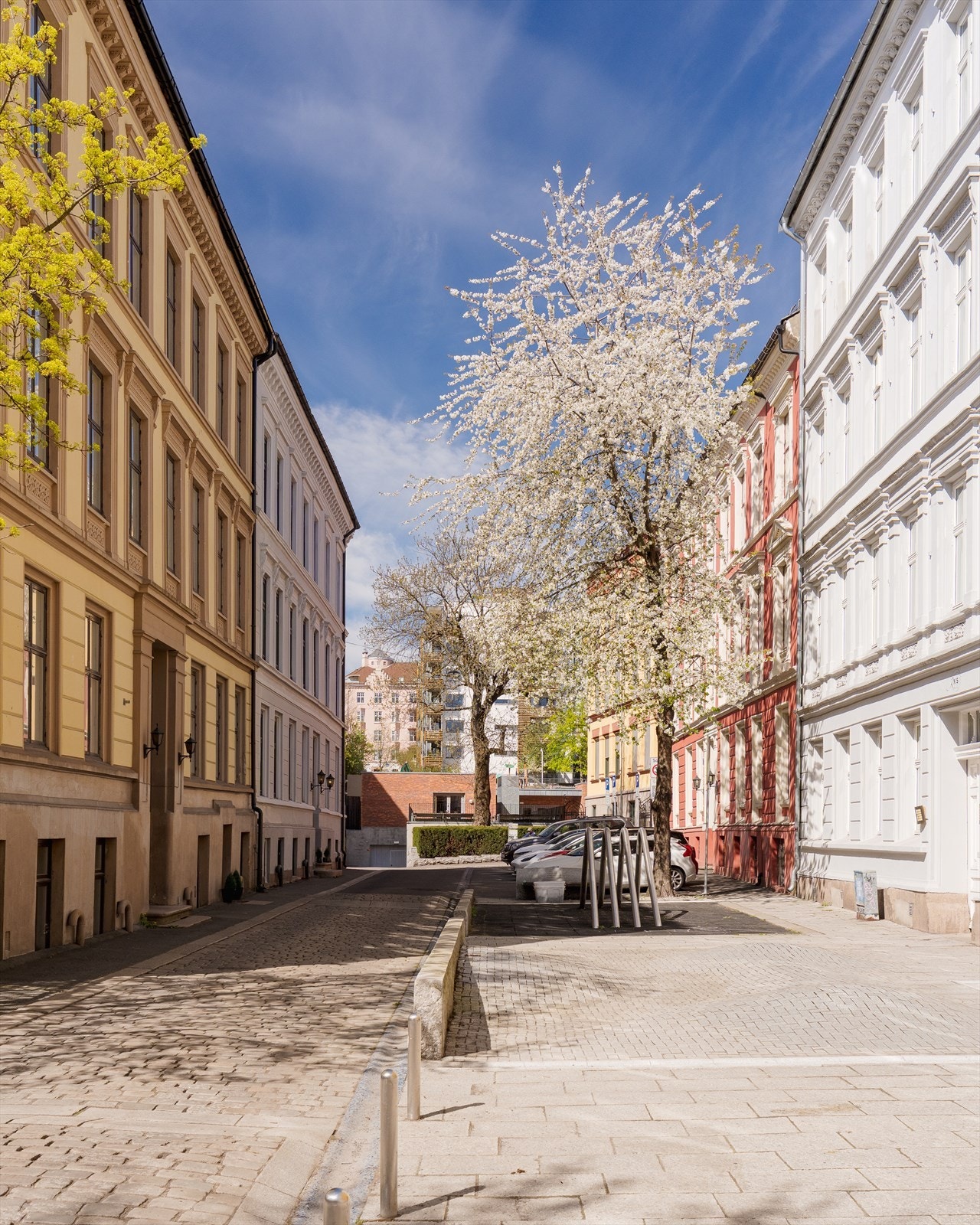 Vakre kirsebærtrær i Zetlitz gate rett utenfor leiligheten. Galleribilde