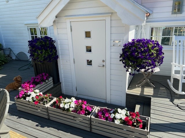 Nydelige blomsterkasser ved inngangen Galleribilde