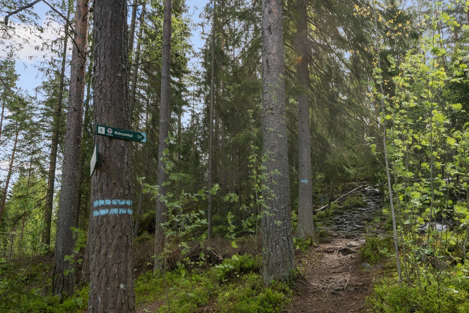 Flotte turmuligheter i Østmarka sommer og vinter Galleribilde